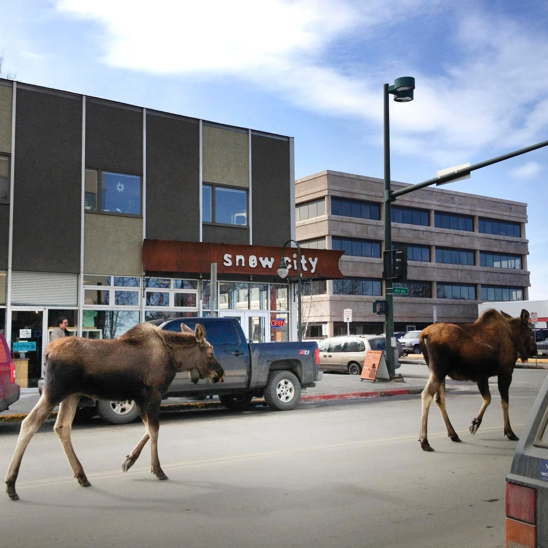 Moose outside Snow City Cafe